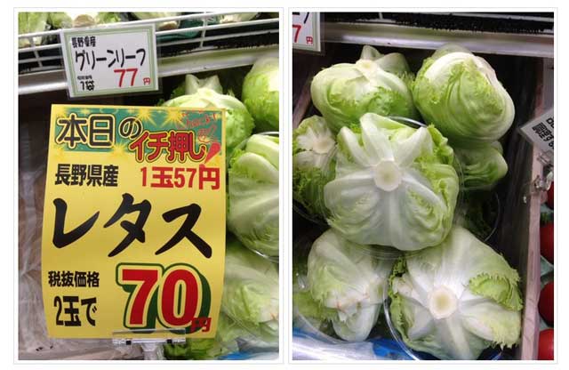 アロスのレタス